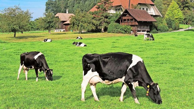 Die Schweizer Viehzucht steht vor Herausforderungen – der Rückgang der Kuhzahlen ist auch bei Swissgenetics spürbar.