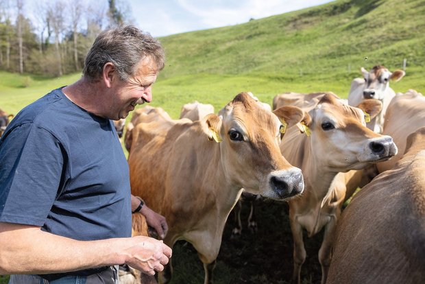 Martin Senn arbeitet seit Jahren mit dem Käser Willi Schmid zusammen. Er mag seine Jersey-Kühe, weil sie leicht im Umgang und der Haltung sind. (Bilder Gian Vaitl)