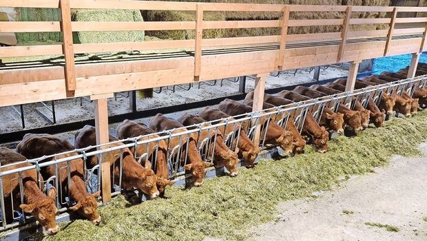 Einblick in den Limousin-Zuchtbetrieb von Familie Emmenegger, Roorberg, Schüpfheim LU.