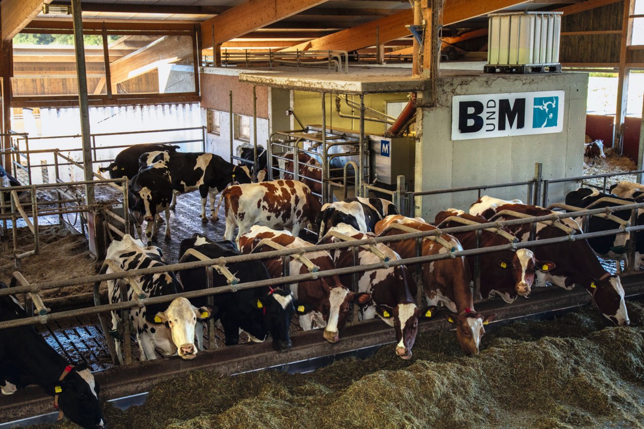 Die Merlin-Melkbox befindet sich offen im Stall. Die Kühe haben einen grosszügigen Zugang und einen freien Tierverkehr. Bild: Pia Neuenschwander
