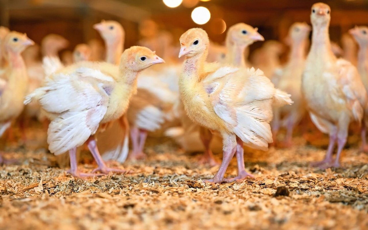 Peter Röthlisberger erhält die Tiere als Küken und führt neben der Ausmast auch die Aufzucht selber durch.