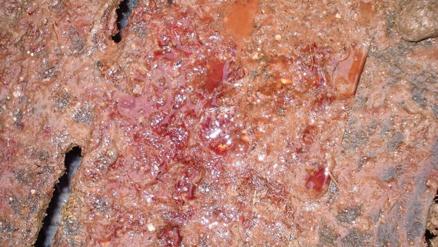 Dysenterie ist eine ansteckende Schweinekrankheit und führt oft zu Leistungseinbussen und/oder blutigem Durchfall.