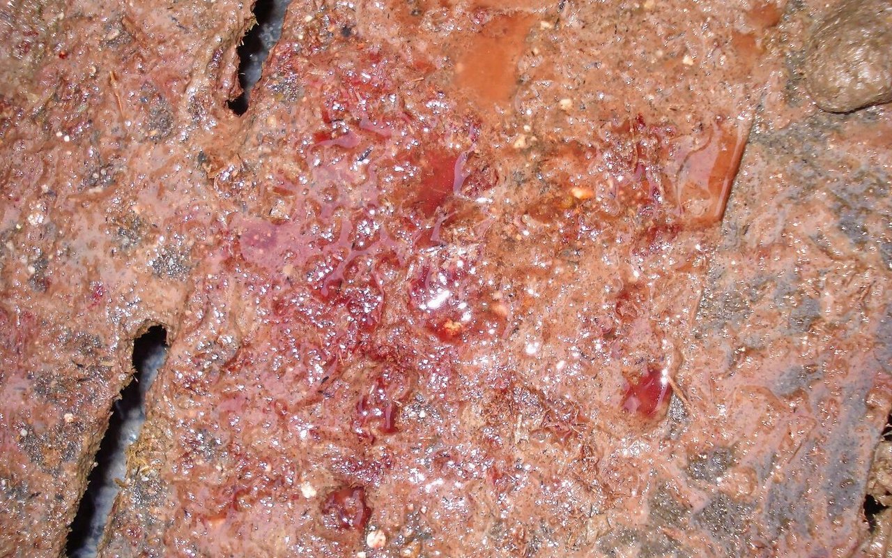 Dysenterie ist eine ansteckende Schweinekrankheit und führt oft zu Leistungseinbussen und/oder blutigem Durchfall.