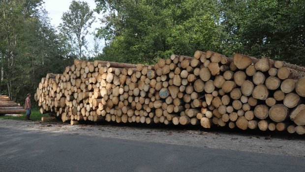 Eine Menge Holz muss nun zwischengelagert werden. (Bilnd nb)