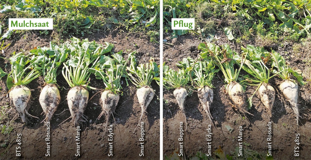 Die Zuckerrüben bei der Mulchsaat sind teils grösser geraten, weil der Bestand lückig war und die einzelnen Rüben mehr Platz und Ressourcen zur Verfügung hatten. Sie haben aber auch weniger unter Trockenheit gelitten wegen reduzierter Bodenbearbeitung.