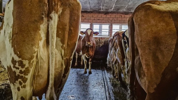Der Eutergesundheit muss künftig vermehrt im präventiven Bereich Beachtung geschenkt werden. So zum Beispiel mit tierärztlicher Bestandesbetreuung oder Massnahmen im Management.  