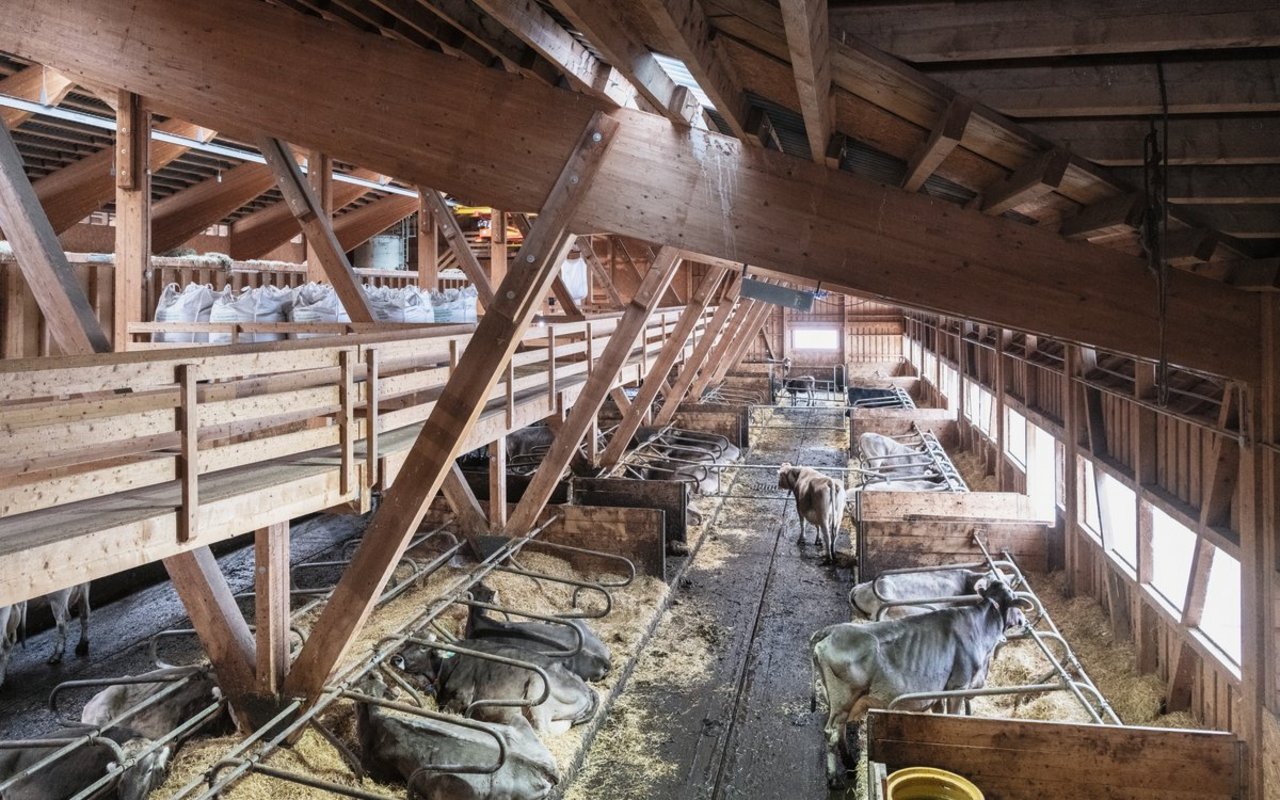 Die Milchkühe sind im 70 Meter langen Stall in drei Milchleistungs-Gruppen unterteilt. Jeder Landwirt entscheidet selber, welche Kuh in welcher Gruppe ist. Entsprechend steigen oder sinken seine Futterkosten.