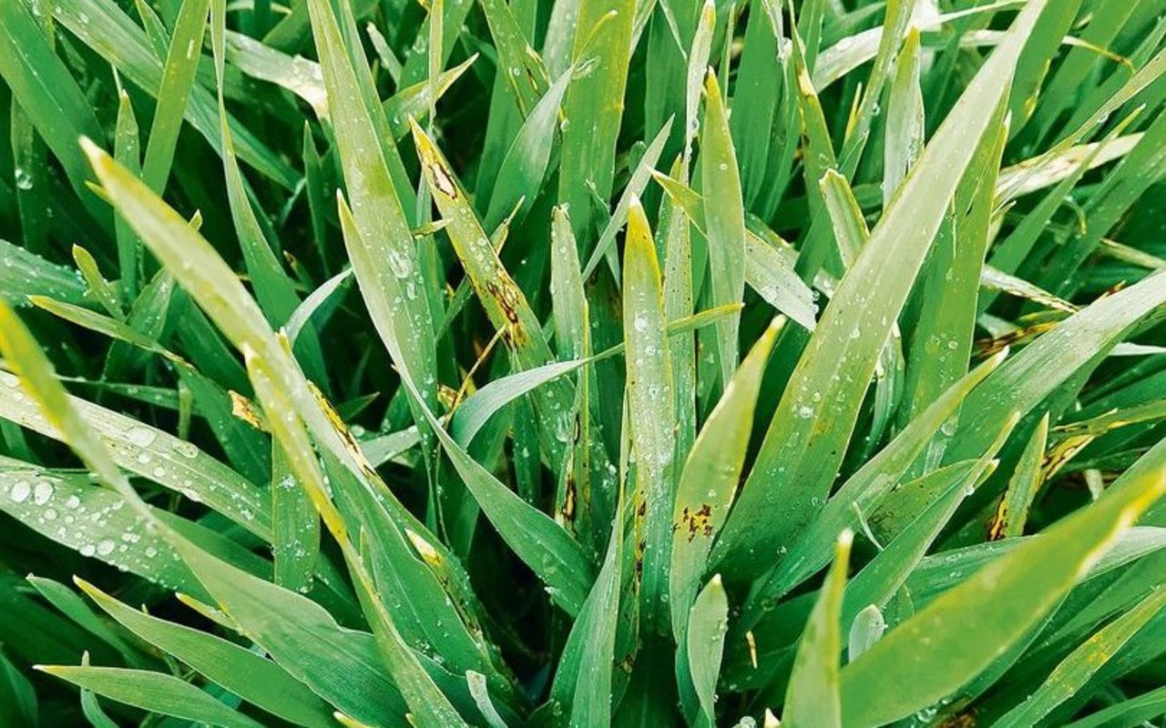 Blattflecken auf Gerste. Durch den Regen und mithilfe des Windes konnten die Sporen der Rostkrankheiten sowie der Blattflecken optimal auf die Blätter gelangen und keimen.
