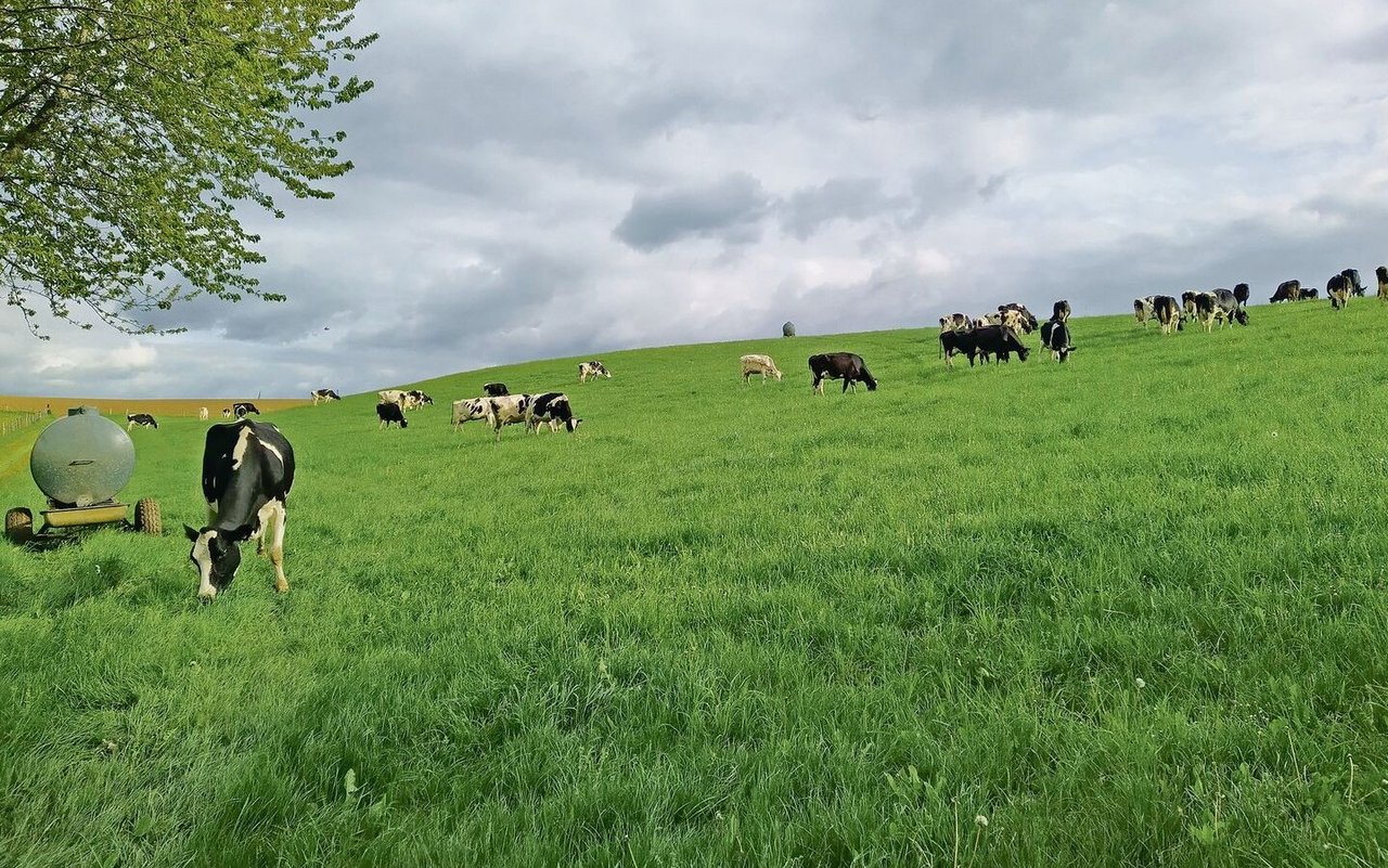 Die Milchviehherde von Lena Junker ist seit März auf der Weide. Seit Mai fressen die Tiere Tag und Nacht draussen.