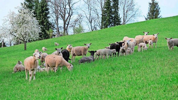 Um Reinfektionen mit Moderhinke zu vermeiden, sollte eine Weide frühestens vier Wochen nach der Nutzung durch fremde Schafe wieder bestossen werden. Etwas anders sieht es auf den Alpen aus.