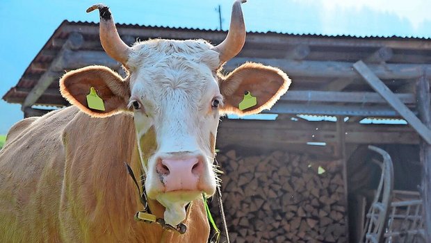 Der letzte Ausbruch Der letzte Ausbruch einer hochansteckenden Seuche auf einem landwirtschaftlichen Betrieb liegt in der Schweiz mehr als 20 Jahre zurück. Mit der aktuellen Seuchenlage in Europa gilt es aber auch hier, aufmerksam zu sein.