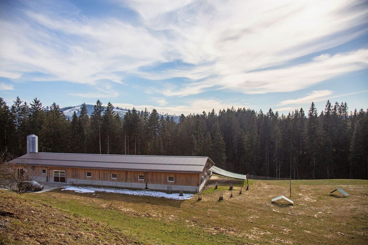 Auf der Weide (rechts vom Stall) hat Ruedi Stucki Bäume und Büsche gepflanzt. Das gespannte Netz sowie die kleinen Zelte dienen als weiterer Schutz vor Raubvögeln.