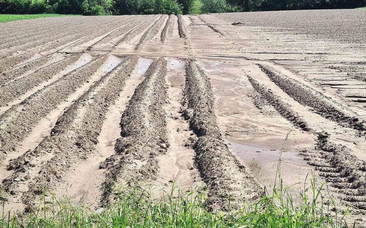 In Kartoffelfurchen kann sich ein kräftiger Wasserfluss entwickeln, welcher die Bodenbestandteile bis zu den Querfurchen verfrachtet. 