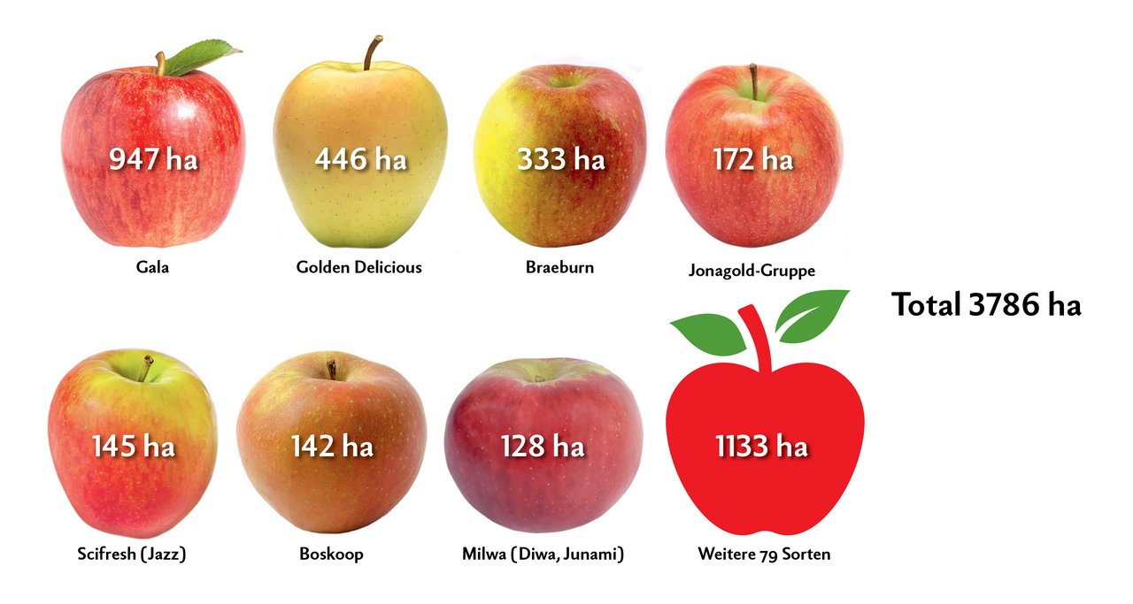 Die meistangebaute Apfelsorte der Schweiz ist immer noch Gala. Gala wächst auf jedem vierten Baum. Doch alles in allem ist die Sortenvielfalt in der Schweiz bei den Tafeläpfeln sehr gross. Quelle: Bundesamt für Landwirtschaft, Obstkulturen Flächenstatistik