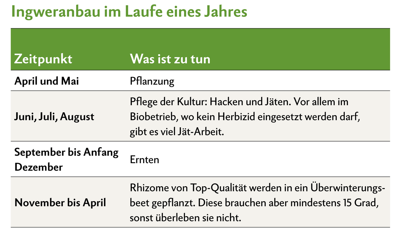 Stephan Müller baut gemeinsam mit seiner Familie Ingwer asiatischer und südamerikanischer Herkunft an. Aktuell befinden sie sich mitten in der Erntezeit.