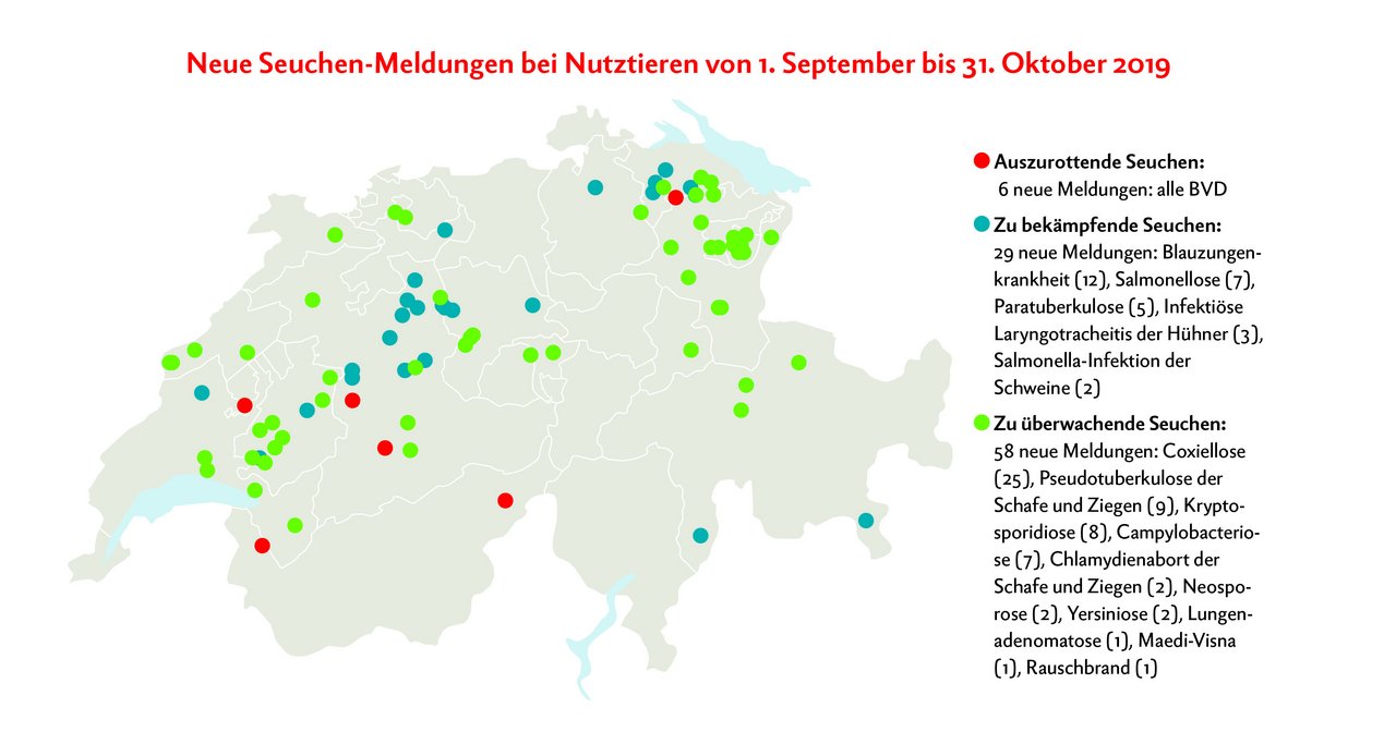 Neue Seuchenmeldungen bei Nutztieren von 1. September bis 31. Oktober 2019. Grafik: Doris Rubin, Quelle: www.dgrn.ch/infosm