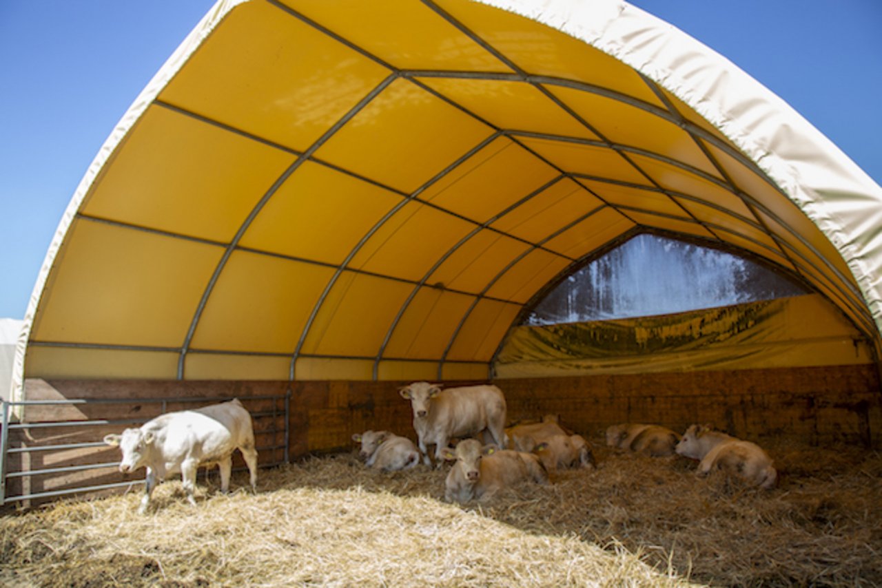 Fredy Schmied sagt, dass die Tiere in den Tunnels gesünder sind als im Stall. Bild: Pia Neuenschwander