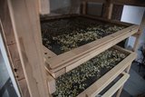 Trocknungsanlage für Arzneipflanzen 
