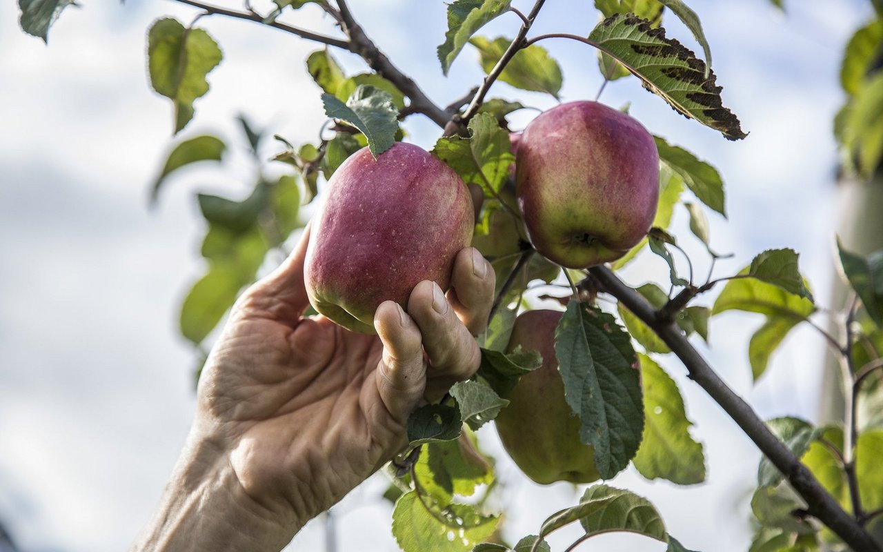Eine Hand pflückt einen reifen Apfel von einem Niederstamm-Baum.