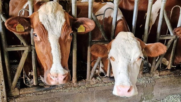 Zu heiss auf der Weide und zu heiss im Stall. Nun kommt die Zeit des Hitzestresses. Das hat Folgen auf die Fruchtbarkeit. Es gibt aber noch viele weitere Auslöser für Fruchtbarkeitsstörungen.