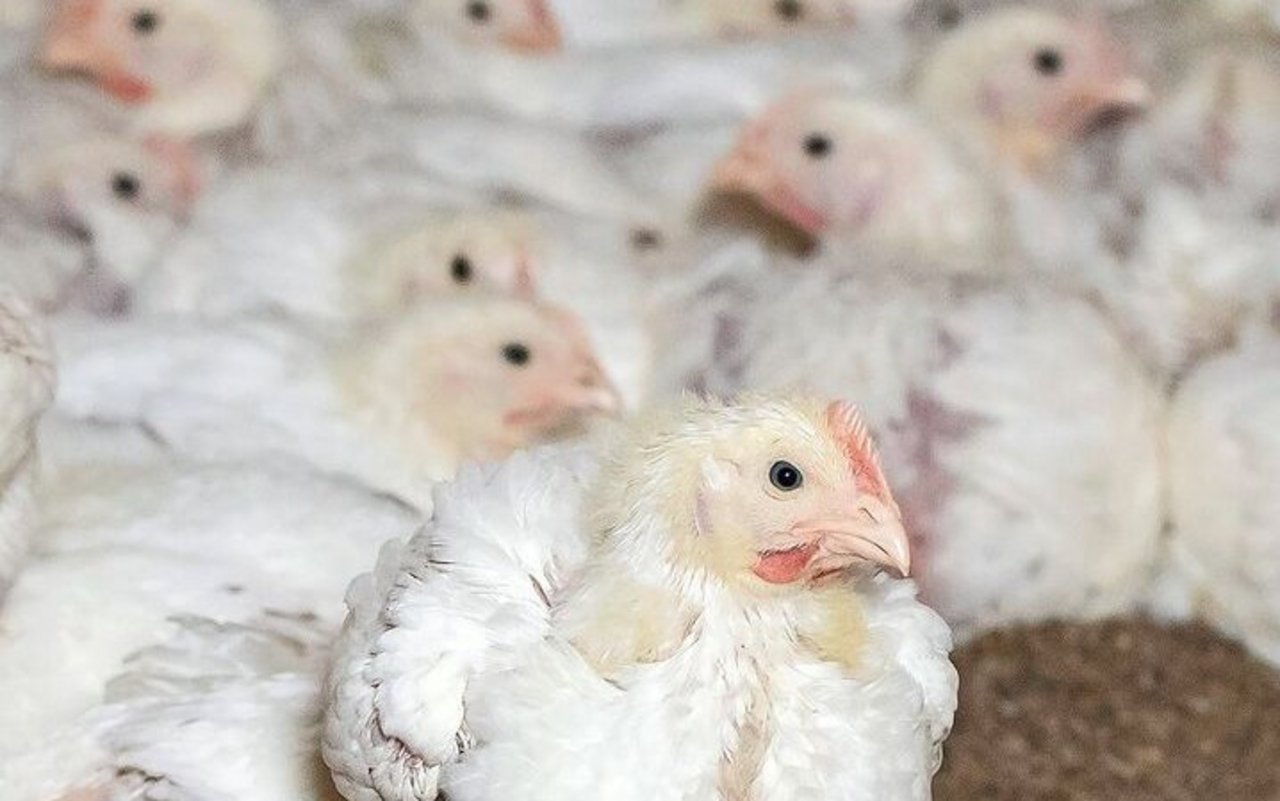 Was dann mit den Tieren nach einem positiven Befund passiert, hängt vom Salmonellen-Serotyp ab.