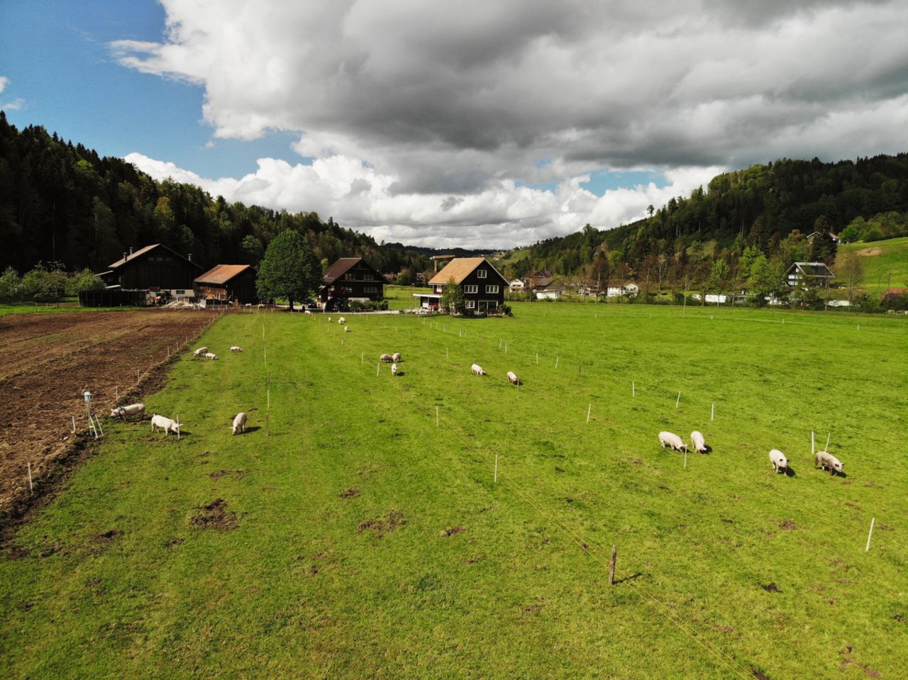 Die Freilandhaltung der Schweine auf dem Adelbach Hof im st.gallischen Toggenburg in die Fruchtfolge integriert: Wiesland, Mais, Grünroggen.Bild: Familie Hagmann