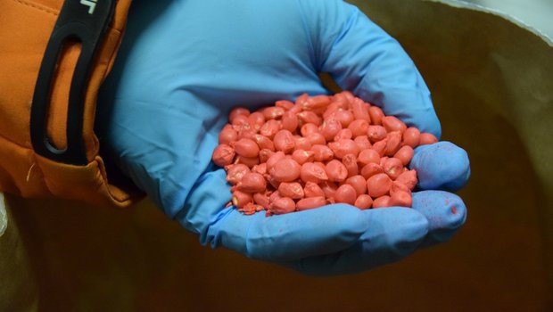 Saatgutproduzenten bieten Maissaatgut entweder mit Mesurol oder Korit gebeizt an. Beides sieht farblich gleich aus. (Bild Jasmine Baumann)