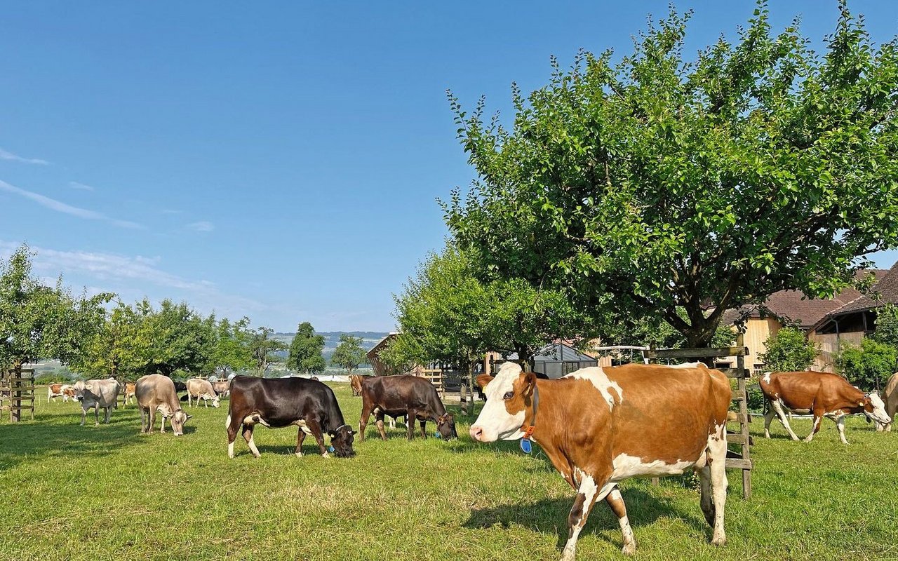 Die bunt gemischte Kuhherde steht auf der Weide, zwischen den Bäumen, und frisst Gras.