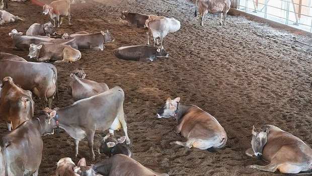 Durch die Sandoberfläche bleiben die Kühe sauber – ein Vorteil für Klauen- und Eutergesundheit.