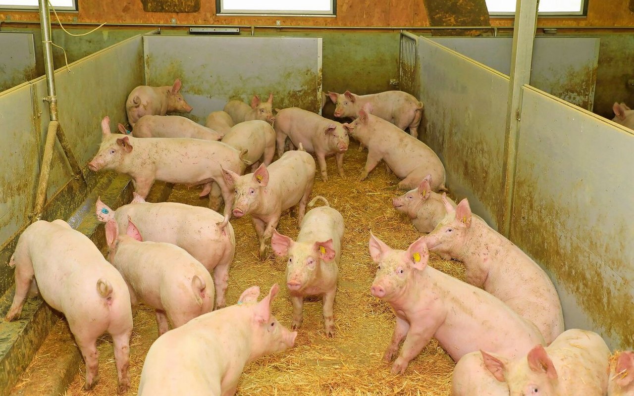 Lange Vorlaufzeiten prägen die Schweineproduktion. Wer früh erkennt, wie sich das Schlachtaufkommen entwickelt, kann besser reagieren.Bild: Peter Röthlisberger