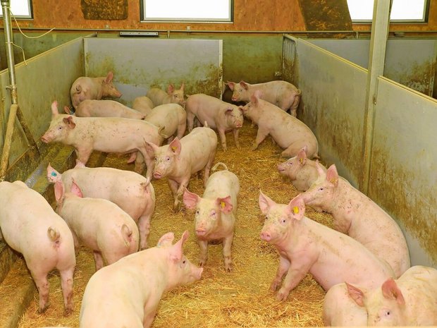 Lange Vorlaufzeiten prägen die Schweineproduktion. Wer früh erkennt, wie sich das Schlachtaufkommen entwickelt, kann besser reagieren.Bild: Peter Röthlisberger