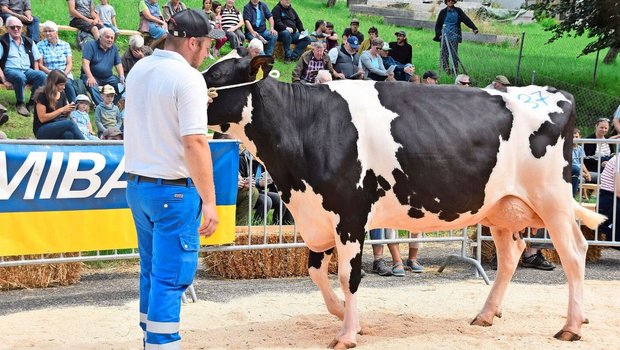 Sie löste den Spitzenpreis von 4350 Franken: die frisch abgekalbte Wow’s Bale Jessica von Markus Walser, Mümliswil. 