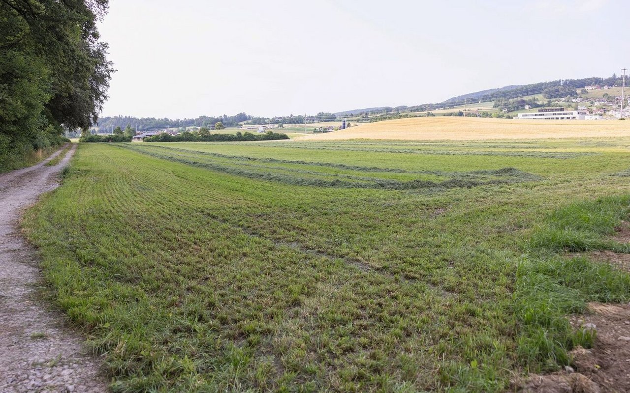 Die Kunstwiese auf der aufgewerteten Fläche entwickelt sich prächtig, der Boden lässt sich gut befahren. Die Ernte war trotz schwieriger Verhältnisse ohne Schäden für den Boden möglich. Die Arbeiten laufen noch bis Ende August 2023.