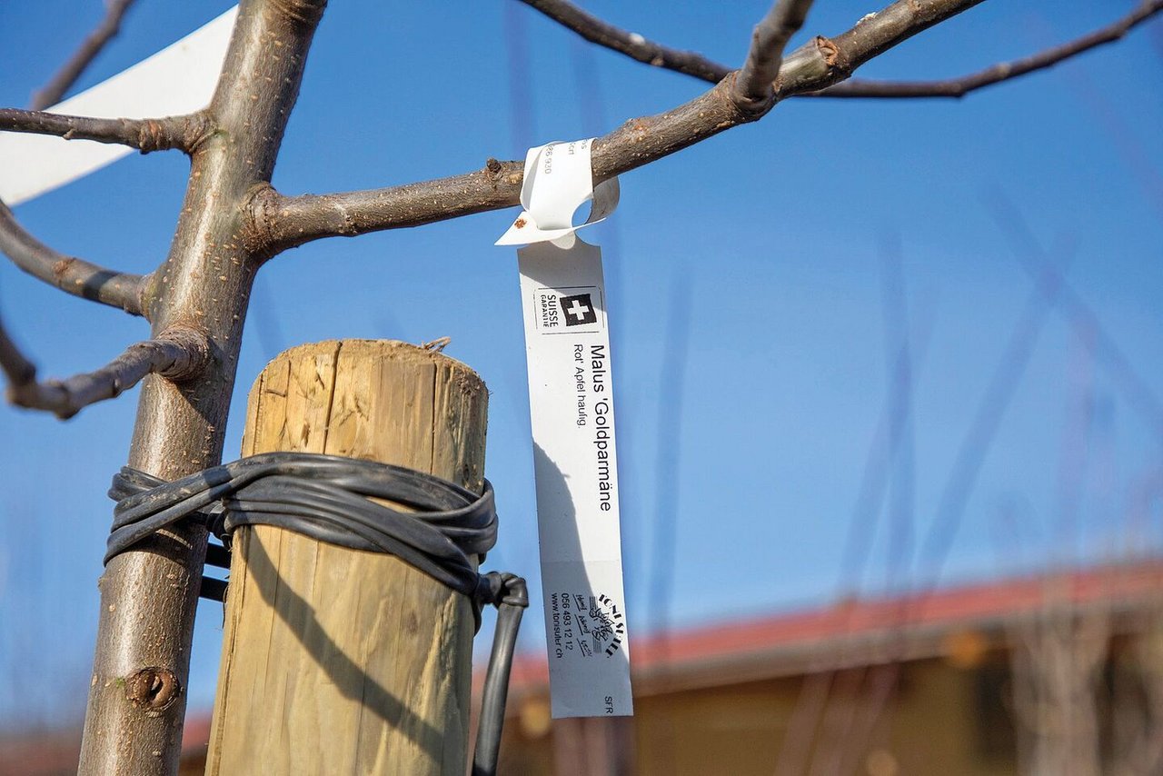 Der Baum wird gut angebunden, dabei braucht er genügend Luft.