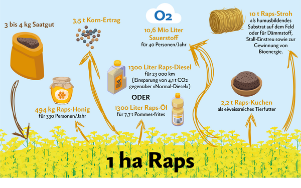 Wie Sieht Raps Vor Der Ernte Aus Infografik zum Raps-Anbau in der Schweiz: die Ölfrucht ist Gold wert