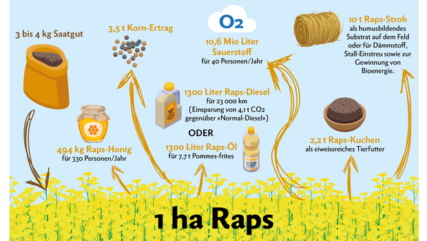 Infografik über den Raps-Anbau, vom Saatgut über die Ernte bis zu den verschiedenen Raps-Produkten.