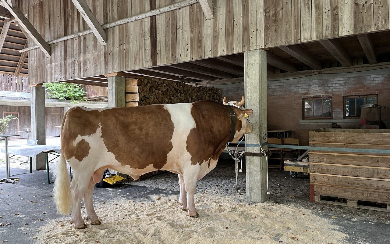 Stier Santos ist an der Stallwand angebunden.