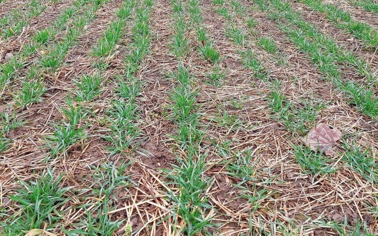 Beim Weizen hat Benjamin Denzler weniger mit dem Getreidehähnchen zu kämpfen, seit er die Pflanzen optimal mit Nährstoffen versorgt. 