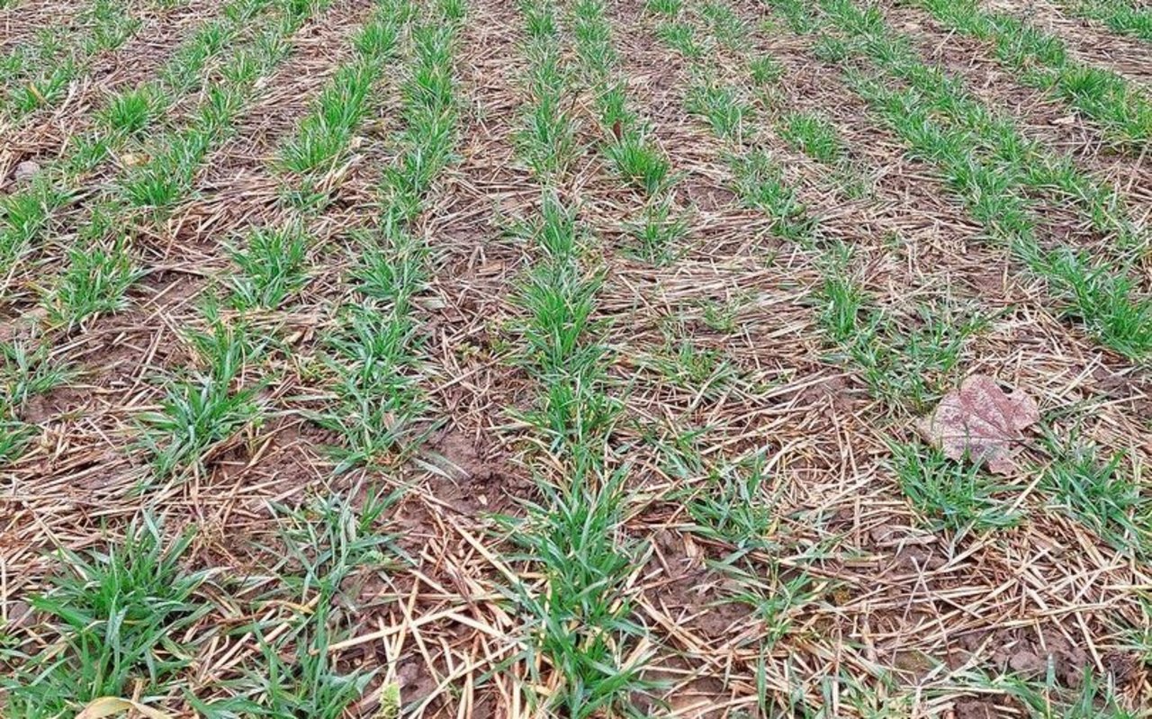 Beim Weizen hat Benjamin Denzler weniger mit dem Getreidehähnchen zu kämpfen, seit er die Pflanzen optimal mit Nährstoffen versorgt. 