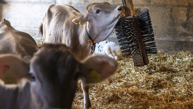 Kälber stehen im mit Stroh eingestreuten Stall. Ein Kalb kratzt sich am Hals mit der selbst gebastelten Bürste, die von der Decke hängt.