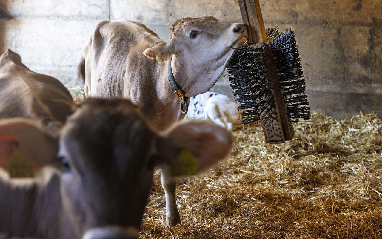 Kälber stehen im mit Stroh eingestreuten Stall. Ein Kalb kratzt sich am Hals mit der selbst gebastelten Bürste, die von der Decke hängt.