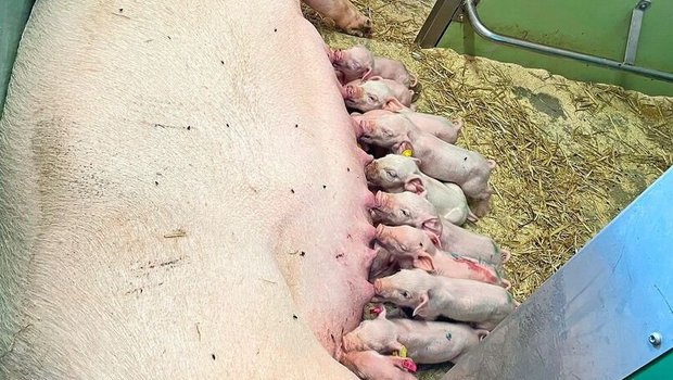 Hitzestress im Sauenstall Eine Sau säugt ihre Ferkel im Stall.