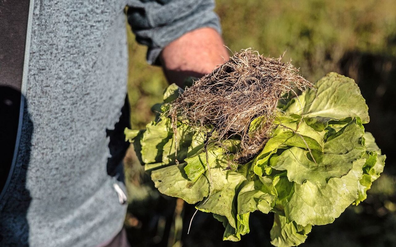 … bei den erntereifen Kopfsalaten sind die Wurzeln üppig und fein verzweigt.