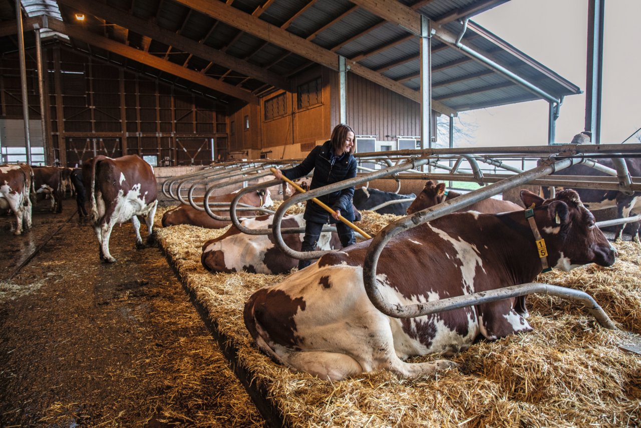 Christina Geiser überlässt beim Herdenmanagement nichts dem Zufall. Sie erhebt mit ihrer Tierärztin die relevanten Daten und wertet diese statistisch aus.