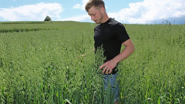 Haferdrink und Kuhmilch Andreas Pfister steht im noch grünen Haferfeld.