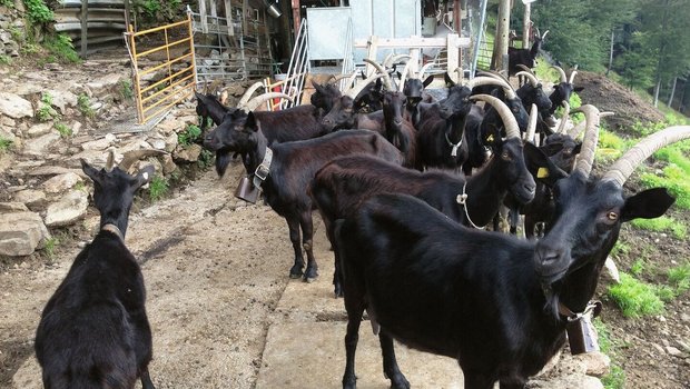 Schwarze Milchziegen stehen vor dem Melkstand auf der Alp.