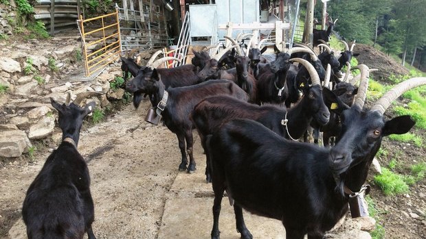 Mineralstoffversorgung Kleinwiederkäuer Schwarze Milchziegen stehen vor dem Melkstand auf der Alp.