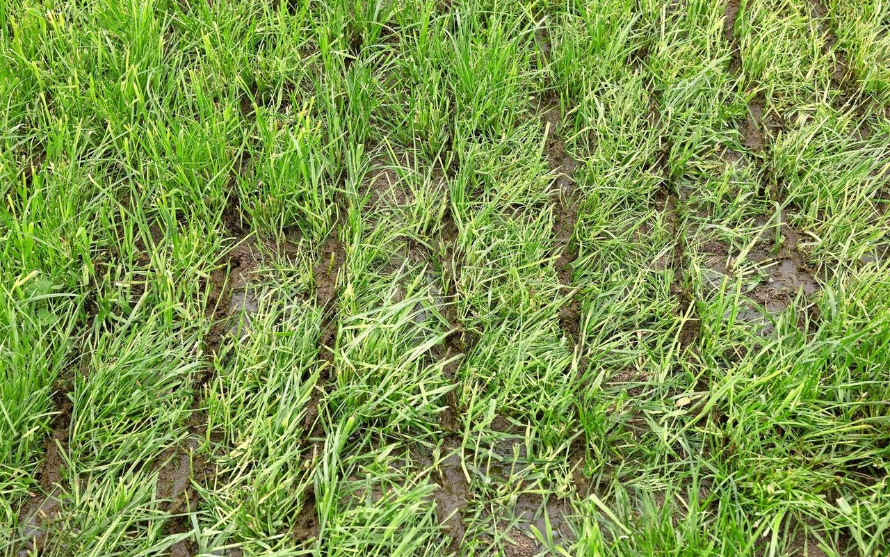 /ha gefahren wurde, konnte nicht die ganze Gülle in den Schlitz gelangen, weshalb ein Teil der Gülle doch auf dem Boden liegen blieb (links). 20 Tage nach der Gülleausbringung ist gut ersichtlich, dass die Güllereste im Schlitz und an der Triebbasis blieben (rechts).