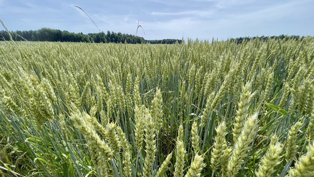 Symboldbild von einem Weizenfeld.