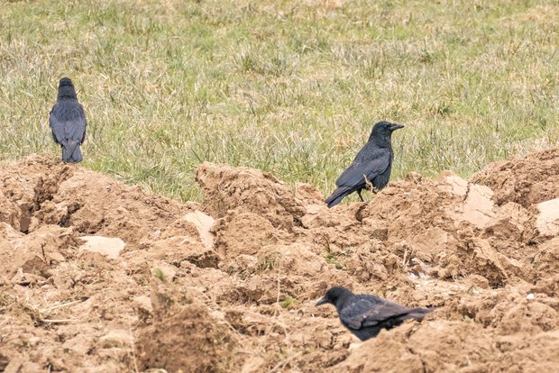Um Kulturen vor Rabenvögeln zu schützen, macht man sie sich am besten zum Nachbarn Im Gegensatz zu jungen Saatkrähen haben Rabenkrähen einen befiederten Schnabelansatz. Der obere Schnabel ist gekrümmt. Bild: Adobe Stock